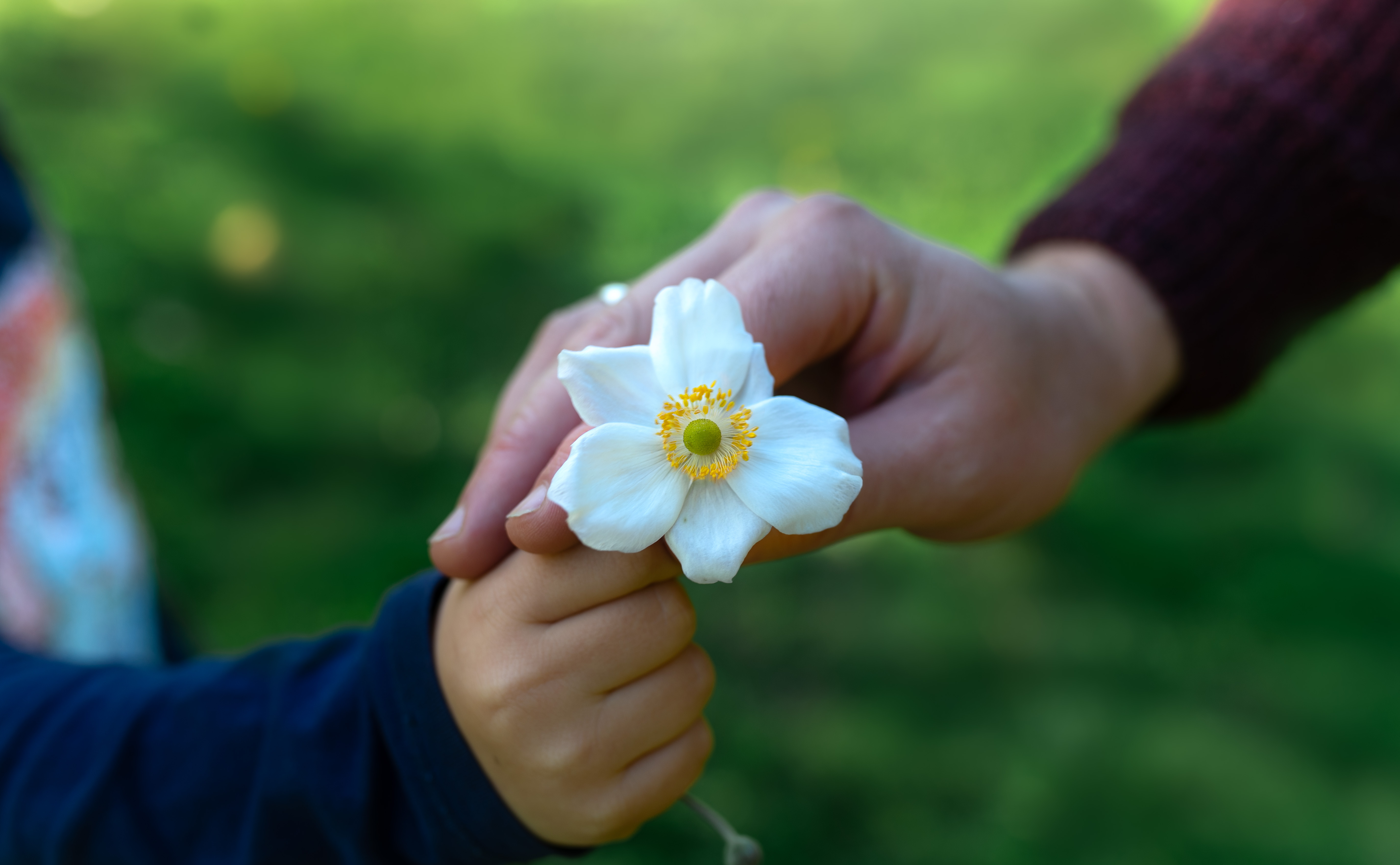 An adult's hand holding a child's hand, holding a flower
